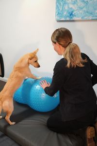 Hundephysiotherapie Muskeltraining